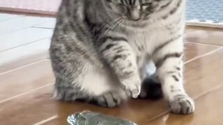 Frog and cat