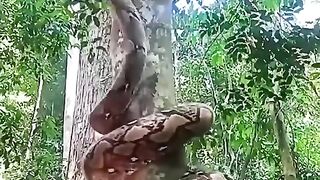 BIG Anaconda ????
