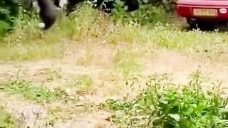 Tiger attack on the birds ????