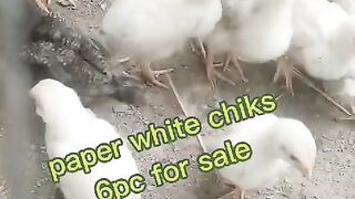 Paper white chicks