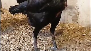 Legs of a black hen