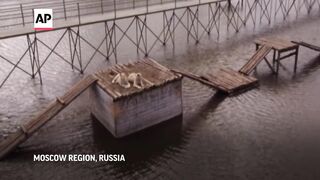 Lions stranded as private zoo and villages flood in Russia.