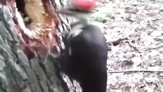 Bird fun????????