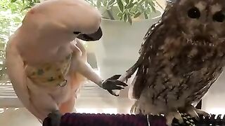 Cockatoo with owl????