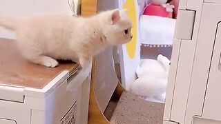These kittens are too cute!