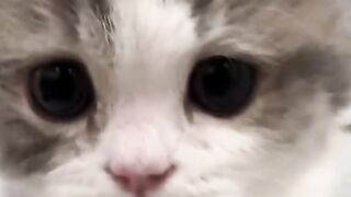 Hello kitten
