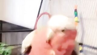 Cockatoo fun????
