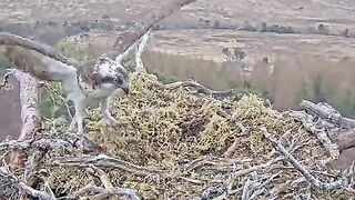 This bird brought fish for its children, and the eagle took its children