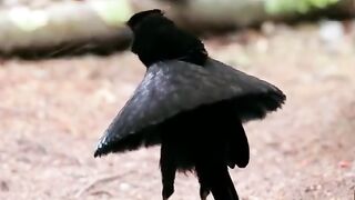 Birds dance ????