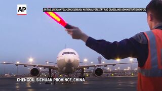 South Korea-born giant panda Fu Bao returns to China.