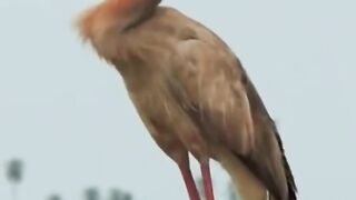 Birds voice ????????