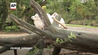 Birth of Bactrian camel, Omar, delights staff at Cologne Zoo.