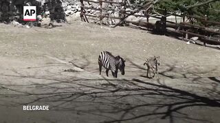 Watch this newborn male zebra take his first steps at Belgrade Zoo.