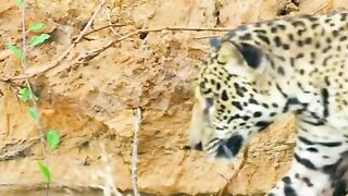 Leopard eating snacks and Died??