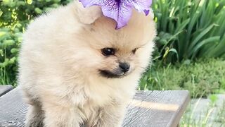 Butyfull small dog