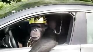 Naughty funny Monkey ????????