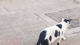 My nice cat