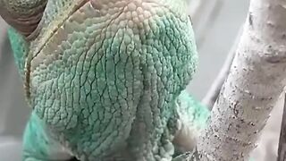 Wildlife animals