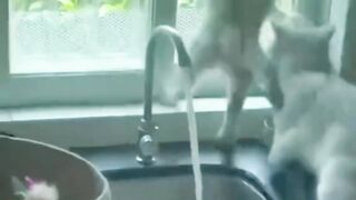 #funny #dog #cat #shorts #animals (4)