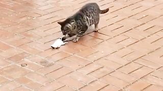 Tom & Jerry