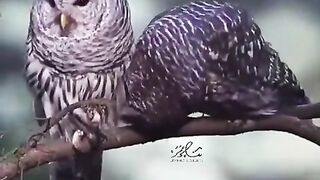 كسر الخواطر