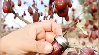 Kajoor ka tree ????