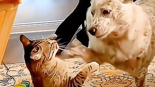 #funny #dog #cat #shorts #animals (5)