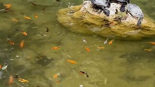 Animals wallpapers live 4k