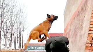"Epic Dog Parkour: Canine Leaps Over Human Wall!"