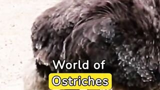 Animal Facts