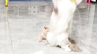 #funny #dog #cat #shorts #animals (6)
