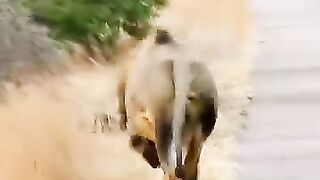lion attacks