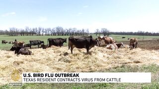 US bird flu outbreak_ Texas resident contracts virus from cattle.