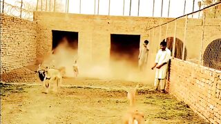 Kangaroo ???? dancing  together and enjoy love and Life