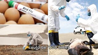 Bird flu pandemic could be ‘100 times worse’ than COVID, scientists warn