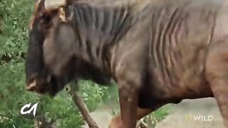 How a Lion Pride Hunts Prey | Cat Attack-tics