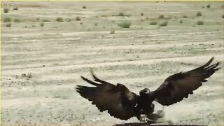 Eagles hunt
