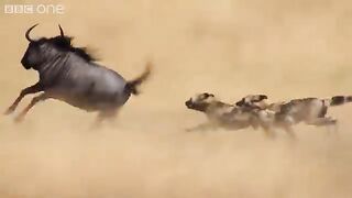 The power of the pack