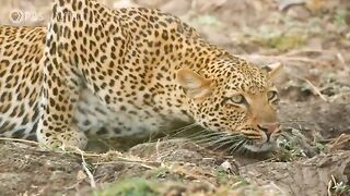 Leopard hunts