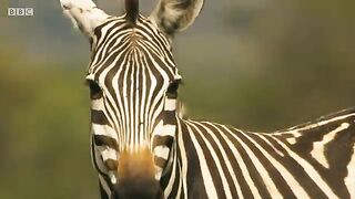 Crocodiles hunting zebra's