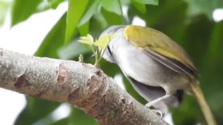 Birds chirping sound effect