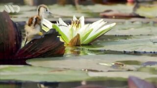 JACANA