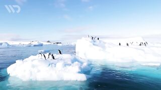 PINGUIN