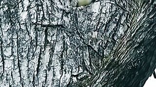 #"Graceful Mother Bear Leads Cubs Down from Tree Nest: A Stunning Wildlife Moment"