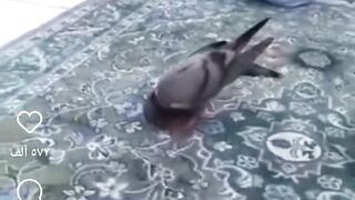 سبحان الله وبحمده سبحان الله العظيم