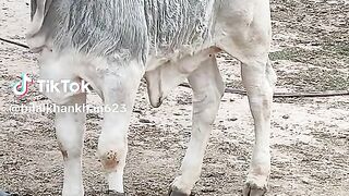 Cow baby bull ???? bafello cow Qurbani
