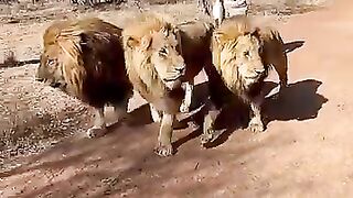 Every Times They Throw me to the Lions