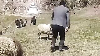 Funny animals