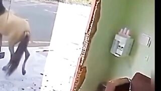 Funny video