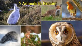 Discover the Return of 5 Animals to Britain!